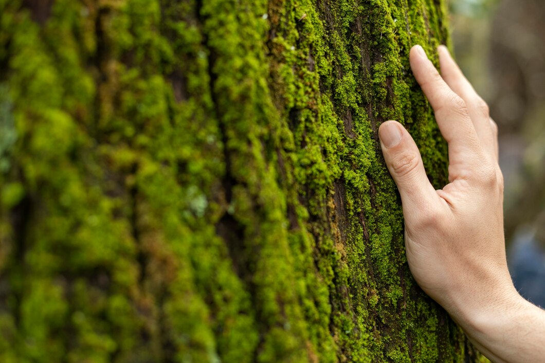 Jak wpływa na nasze zdrowie i środowisko posadzenie jednego drzewa?